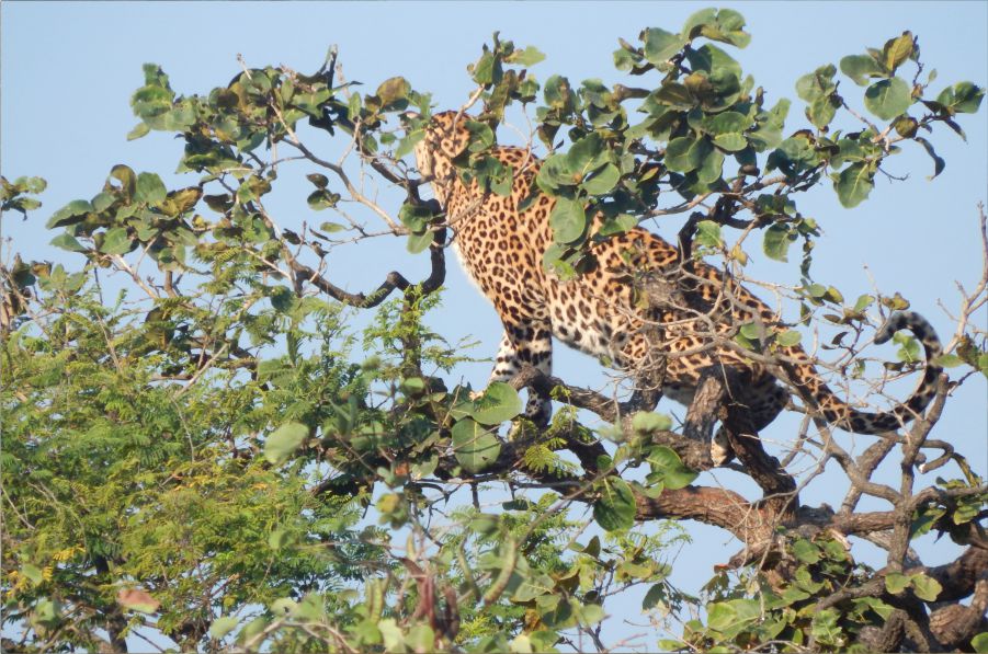 Leopard up in a tree at Gir National Park, Gujarat Blog by The Kid Who Travelled.