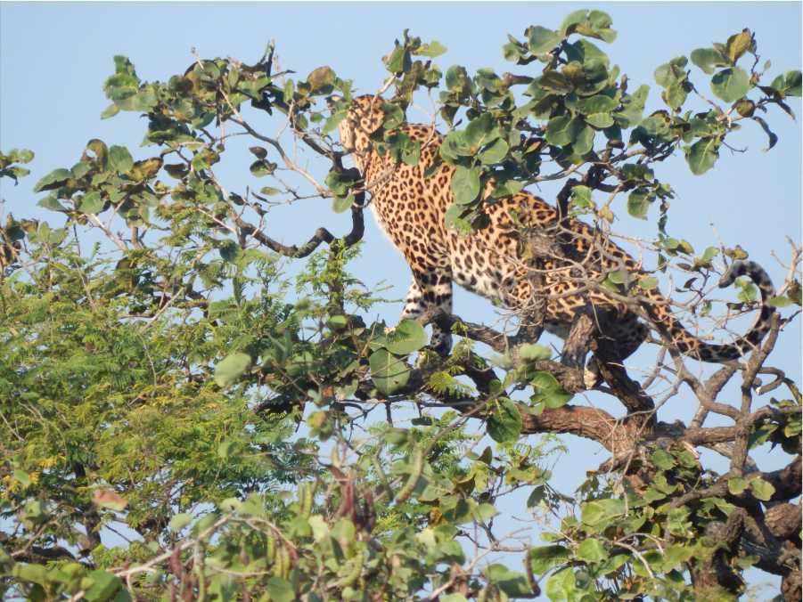 Leopard up in a tree at Gir National Park, Gir Blog by The Kid Who Travelled.