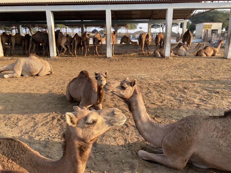 Group of camels resting under the shade at the National Research Centre on Camel (NRCC) in Bikaner, blog by The Kid Who Travelled.