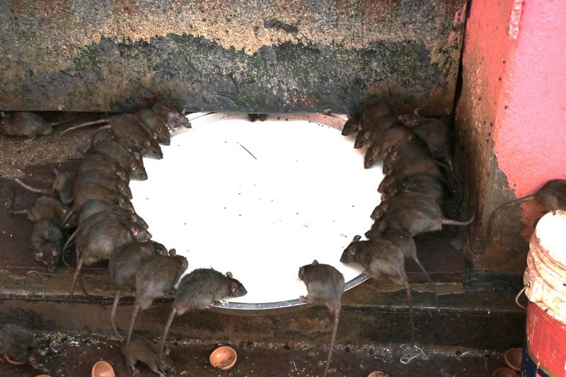 Holy rats, known as kabbas, drinking milk inside Karni Mata Temple in Deshnoke Bikaner.