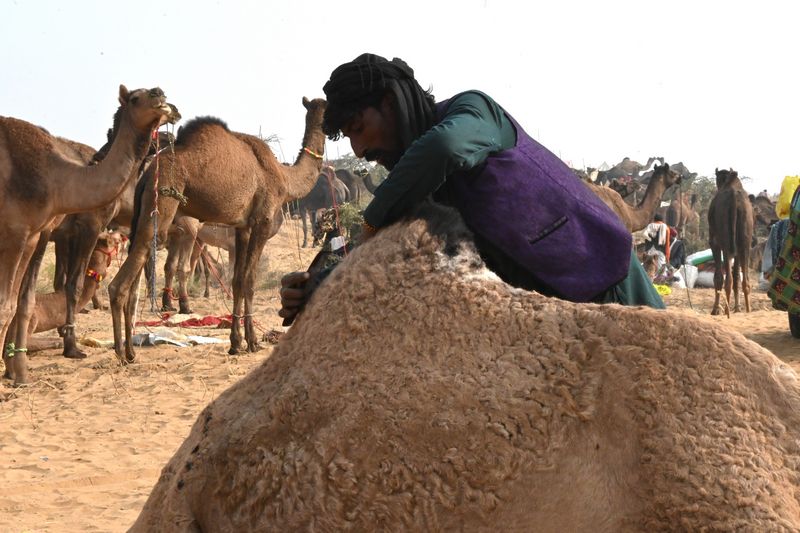 A man grooming his camel for the famous Pushkar Camel Fair, Pushkar blog by The Kid Who Travelled.