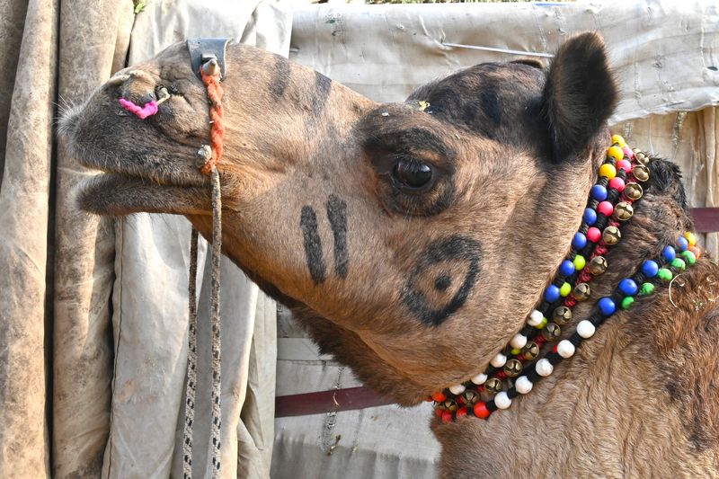 Close up of a Colourful decorated camel at the famous Pushkar Camel Fair, Pushkar blog by The Kid Who Travelled.