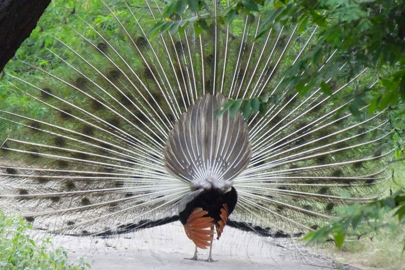 Peacock backside with its magnificent tail feathers fanned out in Jhalana National Park in Jaipur, Rajasthan blog by The Kid Who Travelled.