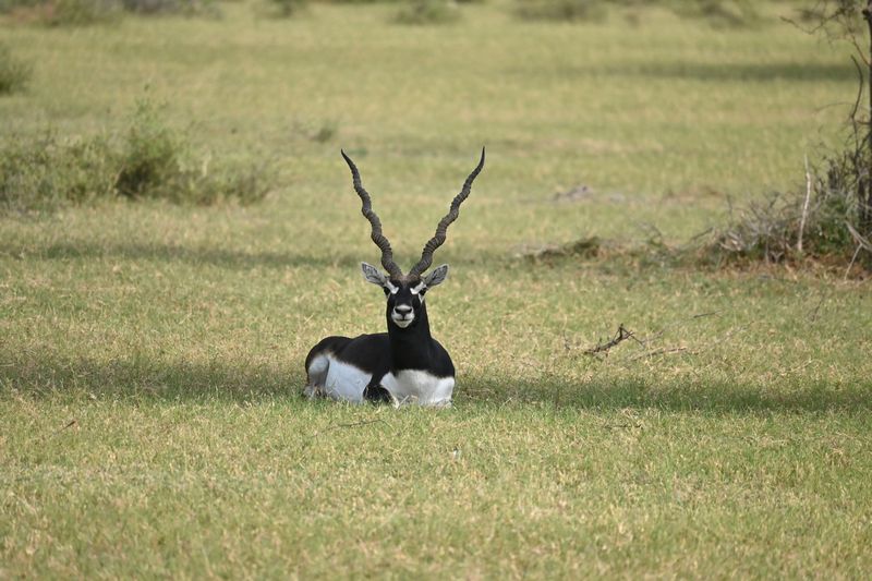 Majestic blackbuck antelope sitting in the grasslands of Tal Chhapar Sanctuary in Shekhawati region, Rajasthan blog by The Kid Who Travelled.